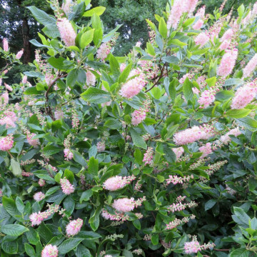 Dulceata de vara (Clethra alnif. 'Pink Spire '), arbust ornamental, planta parfumata, flori roz - Img 2