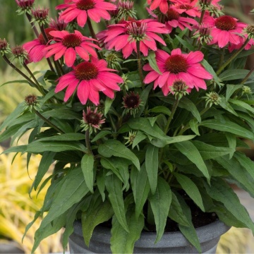 Echinaceea rosie (Echinacea purpurea sunmagic vintage Watermelon) - Img 2