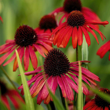 Echinceea (Echinacea sombrero Salsa red) - Img 3