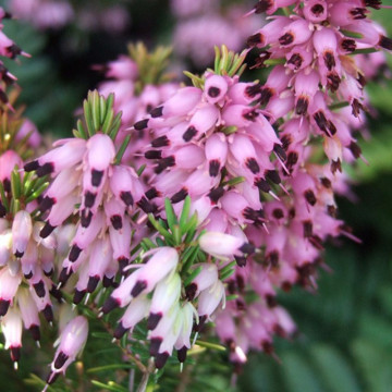 Erica (Erica darl. Erica Kramer s rote), vesnic verde, planta perena, flori roz