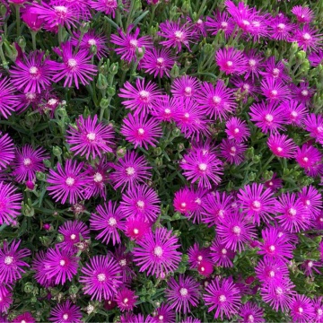 Floarea de cristal mov (Delosperma cooperi Ice cream Fuchsia)