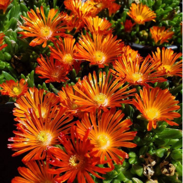Floarea de cristal portocalie (Delosperma cooperi Delmara Orange)
