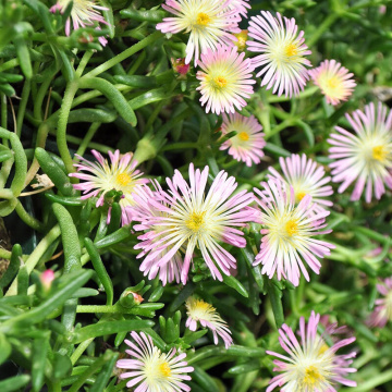 Floarea de cristal roz (Delosperma cooperi Delmara Pink Halo), vesnic verde, planta perena, flori roz