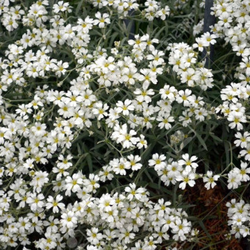 Floarea miresei alba (Gypsophila filou white), planta perena, flori alb - Img 2