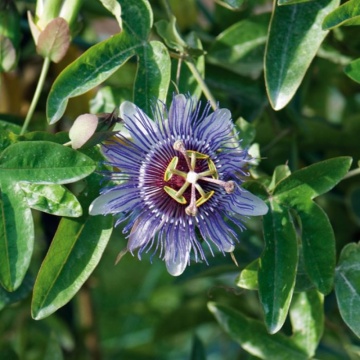 Floarea pasiunii (Passiflora 'Purple Haze'), planta cataratoare, flori mov - Img 2