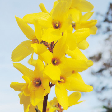 Forsitia (Forsythia intermedia) RN - Img 3