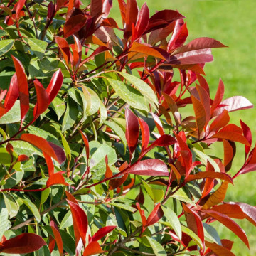 Fotinie (Photinia fraseri Red Robin) 30-40 cm - Img 2