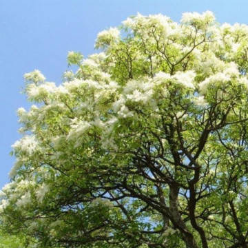 Frasin (Fraxinus excelsior) 80-100 cm, arbust ornamental, perdea forestiera - Img 3