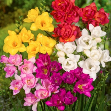 Frezie Double Mixed (Freesia Double Mixed)