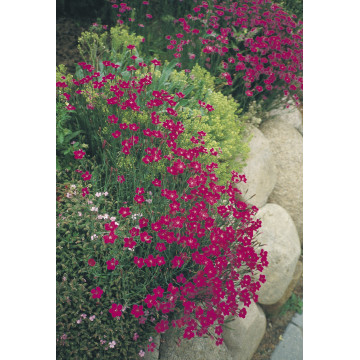 Garofite (Dianthus brilliant) ghiveci 2 l, planta perena, flori rosu