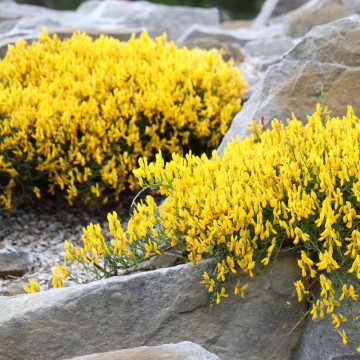 Genista (Genista lydia), planta acoperitoare de sol, flori galbene - Img 3