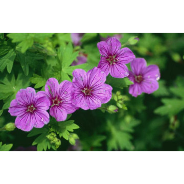 Geranium dilys, planta acoperitoare de sol, flori mov