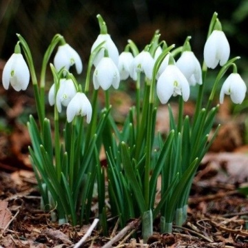Ghiocei (Galanthus nivalis)