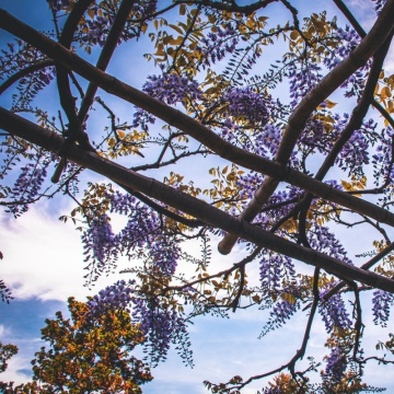 Glicina (Wisteria sinensis Caroline) - Img 2