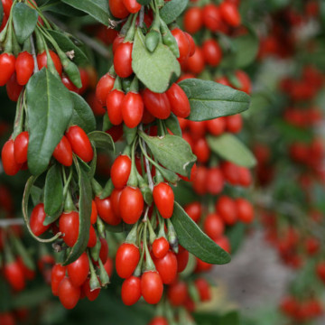 Goji (Lycium barbarum), planta gard viu, arbust fructifer - Img 2
