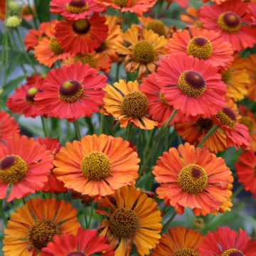 Helenium autumnale Helena Red Shades, planta perena, flori rosu - Img 2