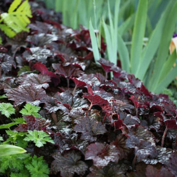 Heuchera am. Palace Purple, planta ornamentala