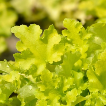 Heuchera (Heuchera Villosa Carnival Lime), planta ornamentala