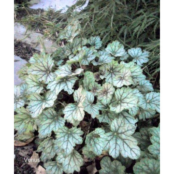 Heuchera 'Venus', planta perena, flori alb - Img 2