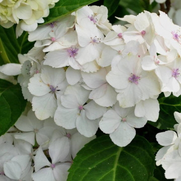 Hortensia alba (Hydrangea macr. Mme E. Mouillere), planta cu flori, flori alb - Img 2