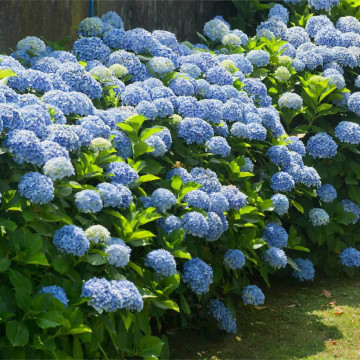 Hortensia albastra (Hydrangea macro. Nikko Blue), planta cu flori, flori albastru - Img 3