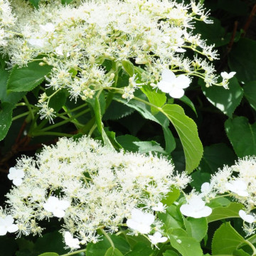 Hortensia cataratoare (Hydrangea anomala ssp petiolaris), planta gard viu, planta cataratoare, planta parfumata - Img 1