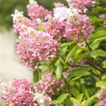 Hortensia roz (Hydrangea paniculata Pinky Winky), arbust ornamental, flori roz