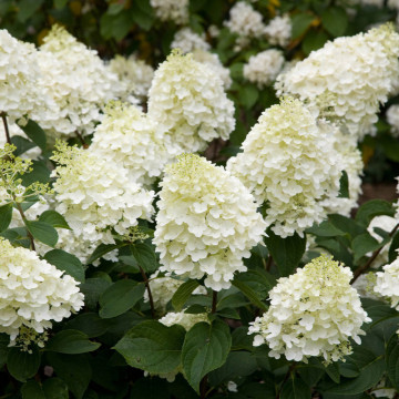 Hortensia Silver Dollar (Hydrangea pan. Silver Dollar), planta gard viu, arbust ornamental, flori alb - Img 3