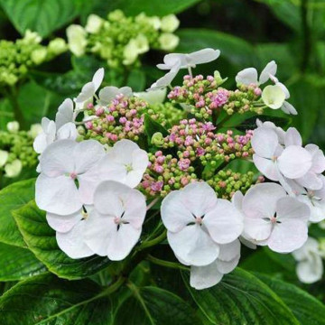 Hortensie (Hydrangea macrophylla Libelle), arbust ornamental, flori multicolor - Img 3