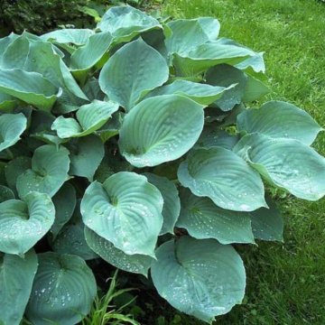 Hosta 'Moonlight sonata', planta perena, flori alb
