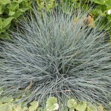 Iarba albastra (Festuca glauca Festina) ghiveci 2L, iarba decorativa - Img 2