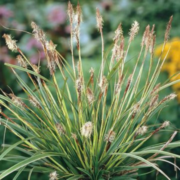 Iarba decorativa (Carex morrowii 'Vanilla Ice'), vesnic verde - Img 2