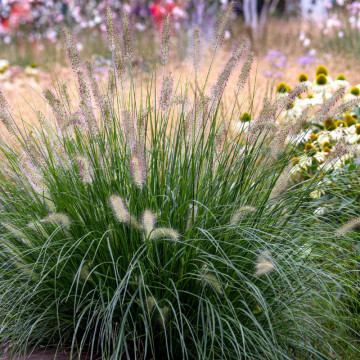 Iarba decorativa (Pennisetum alopecuroides) ghiveci 2 l, vesnic verde