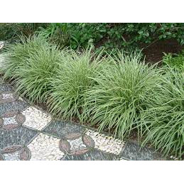 Iarba decorativa variegata (Carex morrowii 'Variegata'), vesnic verde