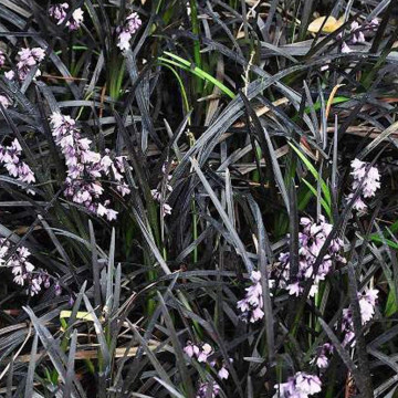Iarba neagra (Ophiopogon planiscapus Niger) - Img 2