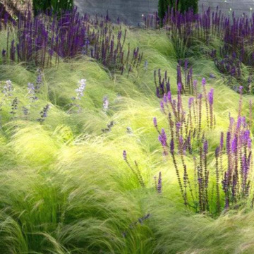 Iarba ornamentală (Stipa tenuissima Pony Tail), iarba decorativa, frunzis galben - Img 3