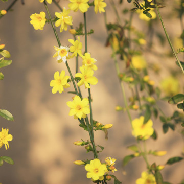 Iasomie de iarna (Jasminum nudiflorum), planta gard viu, arbust ornamental, flori galbene