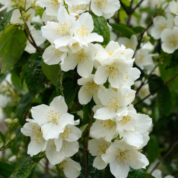 Iasomie (Philadelphus coronarius), planta gard viu, arbust ornamental, planta melifera