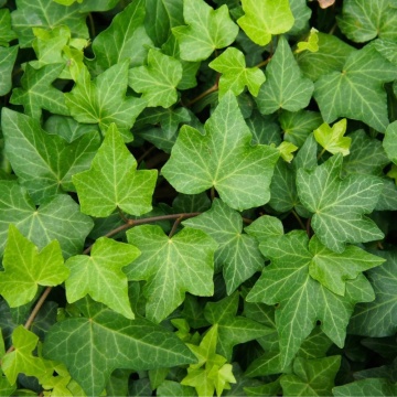 Iedera (Hedera helix Green Ripple), planta gard viu, vesnic verde