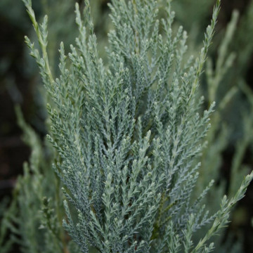 Ienupar columnar (Juniperus Moonglow), planta gard viu, vesnic verde, frunzis albastru - Img 4