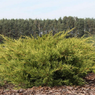 Ienupar galbui (Juniperus ch. Kuriwao Gold), vesnic verde, conifer ornamental, frunzis galben - Img 3