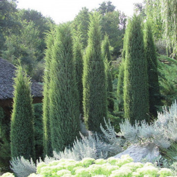 Ienupar (Juniperus Hibernica), planta gard viu, vesnic verde - Img 2
