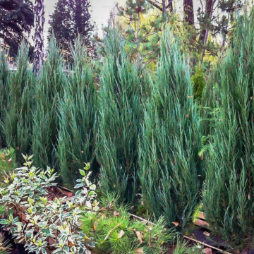 Ienupar sageata (Juniperus Blue Arrow) 40-60 cm, planta gard viu, vesnic verde, frunzis albastru