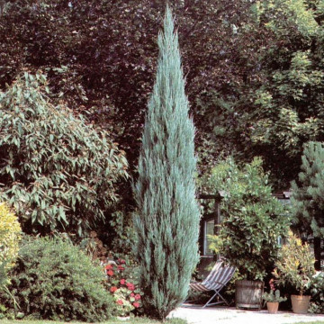 Ienupar sageata (Juniperus Skyrocket) 40-50 cm