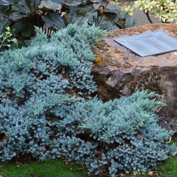 Ienupar stea (Juniperus Blue Star), vesnic verde, conifer ornamental, frunzis albastru - Img 2