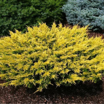 Ienupăr târâtor galben (Juniperus horiz. Limeglow) 30-40 cm, vesnic verde, planta acoperitoare de sol, frunzis galben - Img 2