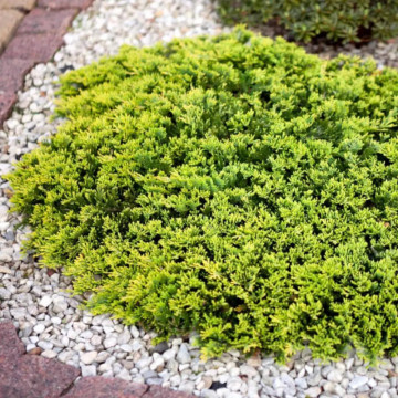 Ienupar tarator galben (Juniperus horizontalis Golden Carpet), vesnic verde, conifer ornamental, frunzis galben