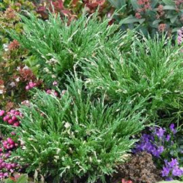 Ienupar tarator vargat (Juniperus horiz. Andorra Variegata), vesnic verde, planta acoperitoare de sol, frunzis verde-galben - Img 4
