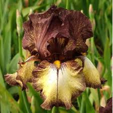 Iris Burgundy Brown, planta ornamentala, flori multicolor