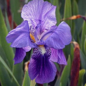 Iris Joanna, planta perena, flori mov - Img 2
